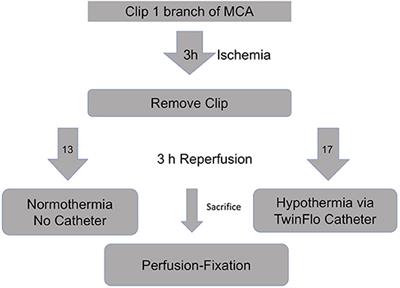 The Complex Relationship Between Cooling Parameters and Neuroprotection in a Model of Selective Hypothermia